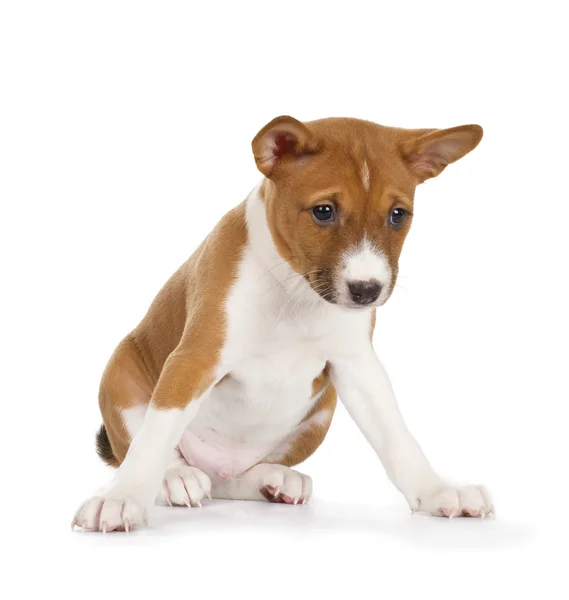 Симпатичный щенок Басенджи — стоковое фото