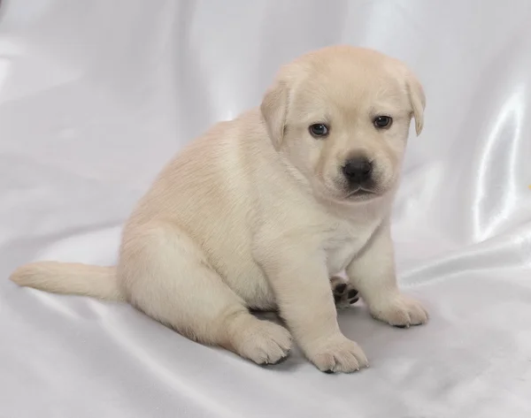 Labradorský retrívr štěně Stock Fotografie