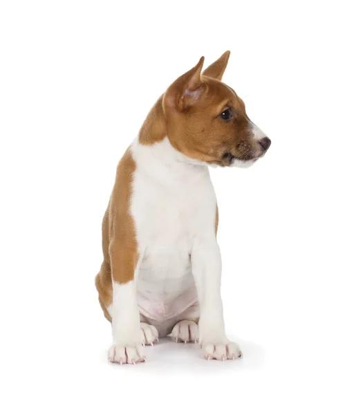 Schattige puppy van de Basenji Rechtenvrije Stockafbeeldingen