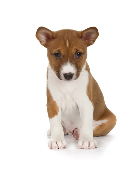 Carino il cucciolo di Basenji Foto Stock Royalty Free