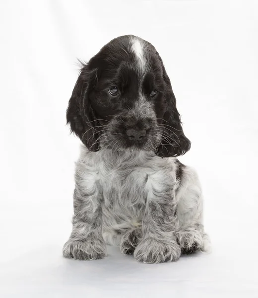 Cocker Anglais Chiot Epagneul Animaux Charmant Stock Photo