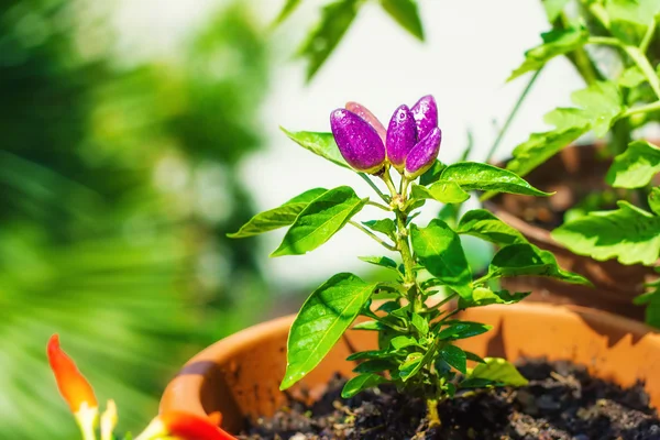 Organic homegrown chili peppers (shallow dof) — Stock Photo, Image