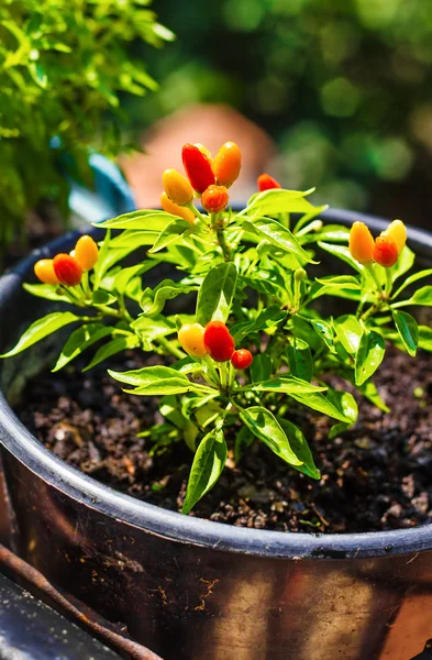 Organic homegrown chili peppers (shallow dof) — Stock Photo, Image