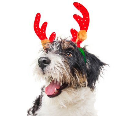 Sevimli köpek üzerinde beyaz izole bir Ren geyiği kılığında