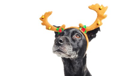 Sevimli köpek üzerinde beyaz izole bir Ren geyiği kılığında