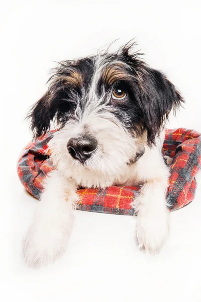 Lindo culpable buscando cachorro en su cama, aislado en blanco — Foto de Stock