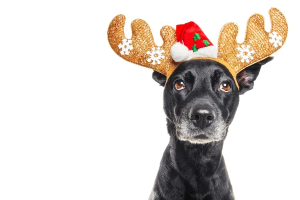 Cute dog posing as a reindeer, isolated on white — Stock Photo, Image