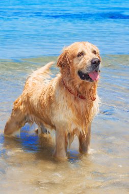 Mutlu üst düzey golden retriever köpek sahilde