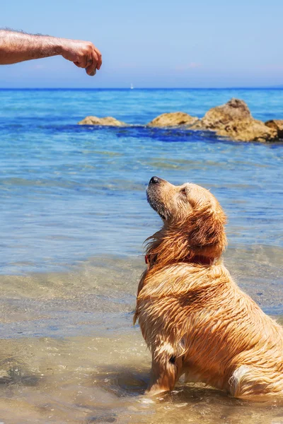 Entrenar a un golden retriever en la playa —  Fotos de Stock