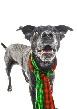 Bir eşarp parlak bir labrador mix köpek