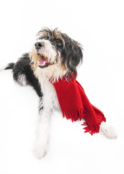 Ένα ατημέλητο κανίς - τεριέ ημίαιμο σκυλάκι φορώντας ένα σάλι — Φωτογραφία Αρχείου