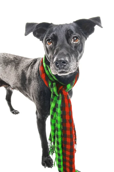 A shiny labrador mix dog wearing a scarf — Stock Photo, Image