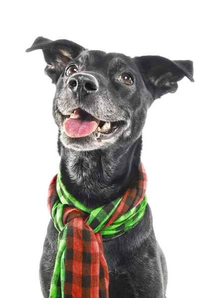 A shiny labrador mix dog wearing a scarf — Stock Photo, Image