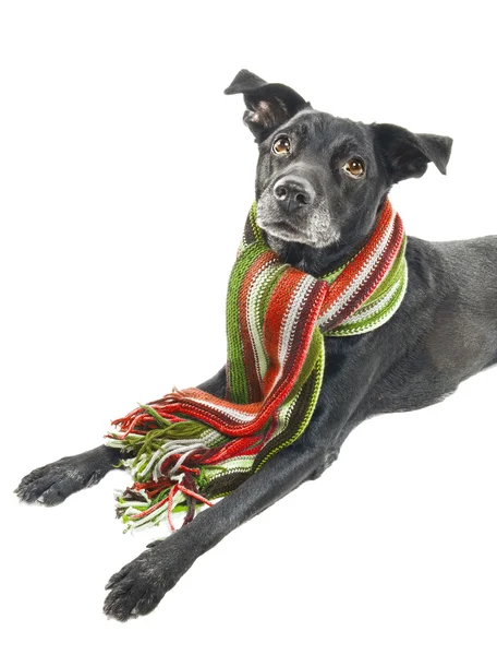 A shiny labrador mix dog wearing a scarf — Stock Photo, Image