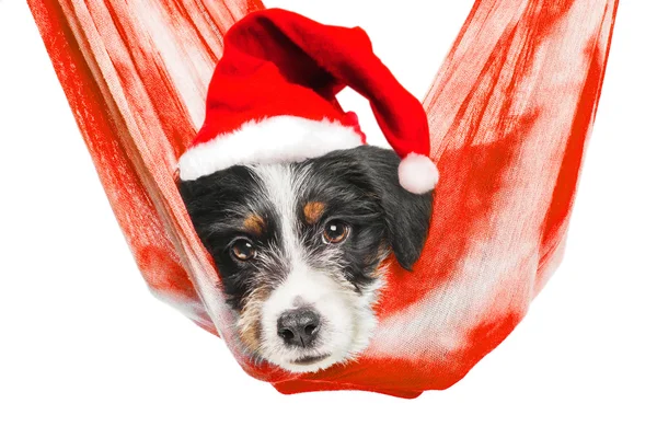 Schattige Santa puppy opknoping binnen een sjaal — Stockfoto