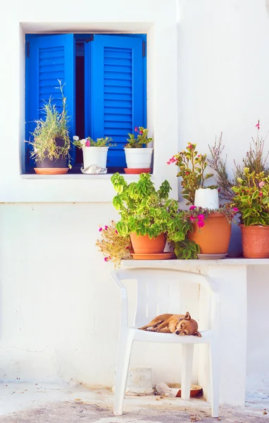 青い窓、Akrotini 村、サントリーニ島、ギリシャの前で寝ている犬 — ストック写真
