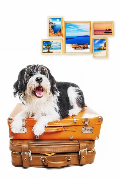 Concepto de viaje: lindo perro posando con maletas vintage y fotos de lugares exóticos en el fondo — Foto de Stock