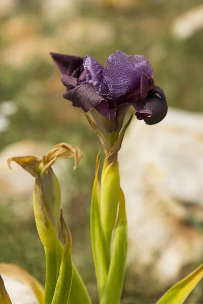 Gilboa Iris Fioritura — Foto Stock