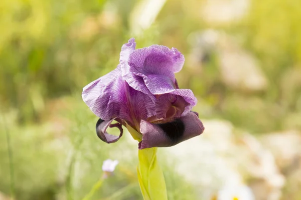 Gilboa Iris kvetoucí — Stock fotografie