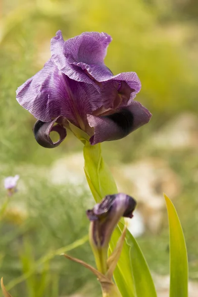 Gilboa Iris Blooming Royalty Free Stock Photos