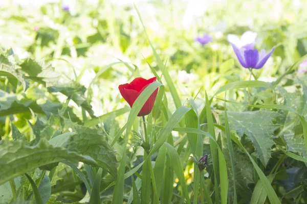 Anemone coronaria — Stockfoto