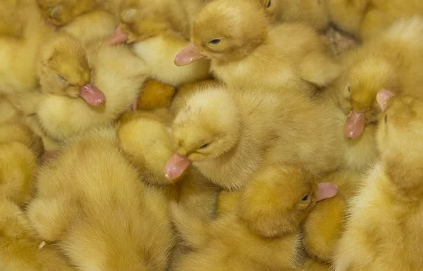 Ducklings — 스톡 사진