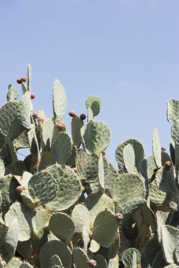 Sabra