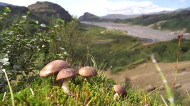 Dağlı kısa kahverengi mantar ve bulanık arka planda uçurum