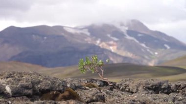 Volkanik arazide güçlü küçük bir ağaç. İzlanda, Laugavegur yürüyüş pisti, arzu kavramı, irade ve güç