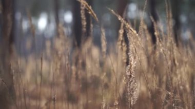 Rüzgârla hareket eden kuru otların yakın çekimi. çevre ve doğa