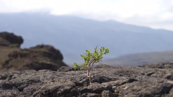 Δυνατό μικρό δέντρο στο ηφαιστειακό τοπίο. έννοια της ανάκτησης αντοχής φύση — Αρχείο Βίντεο
