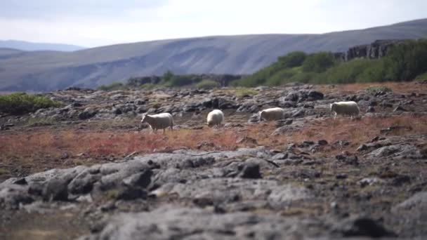 Μια ομάδα προβάτων πηγαίνει από ηφαιστειακό τοπίο. Ισλανδία, μονοπάτι Laugavegur — Αρχείο Βίντεο