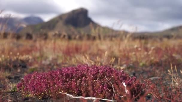 Verschwommene Vulkanlandschaft und mit rotem Gras und Blumen im Vordergrund. Island — Stockvideo