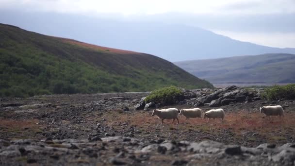 Um grupo de ovelhas passando por paisagem vulcânica. Islândia, Trilha Laugavegur — Vídeo de Stock