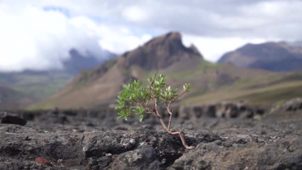 Silný malý strom na vulkanické krajině. Island, Laugavegur turistické stezky, koncept touhy, vůle a síly — Stock video