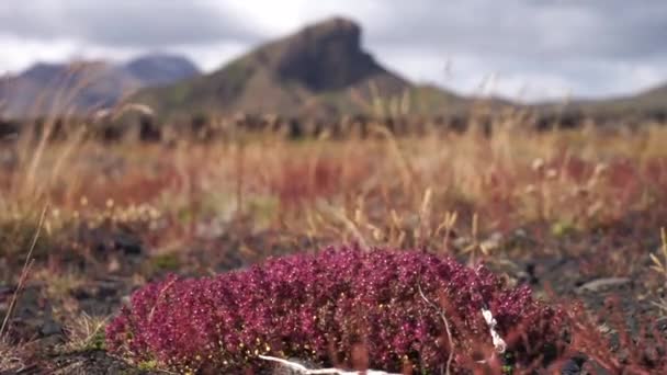Paisagem vulcânica turva e com relva vermelha e flores em primeiro plano. Islândia — Vídeo de Stock