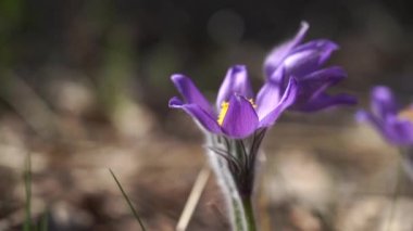 Arka planda bulanık Kuzey Crocus, Prairie Crocus, Prairie Smoke veya Pasque Flower