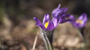 Arka planda bulanık Kuzey Crocus, Prairie Crocus, Prairie Smoke veya Pasque Flower