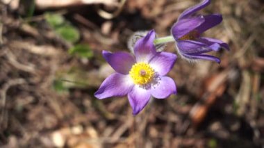 Arka planda bulanık Kuzey Crocus, Prairie Crocus, Prairie Smoke veya Pasque Flower