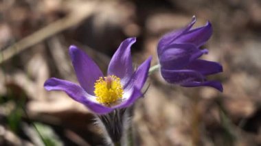 Arka planda bulanık Kuzey Crocus, Prairie Crocus, Prairie Smoke veya Pasque Flower