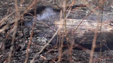 Ormanda yangın, kül ve yanan ağaçlar.