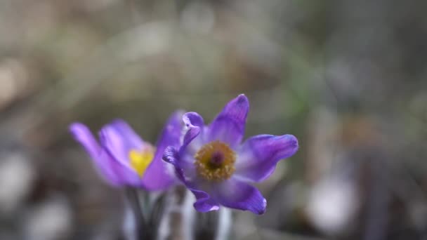 Crocus del norte en el bosque con fondo borroso, Crocus de pradera, humo de pradera o flor pascual — Vídeos de Stock