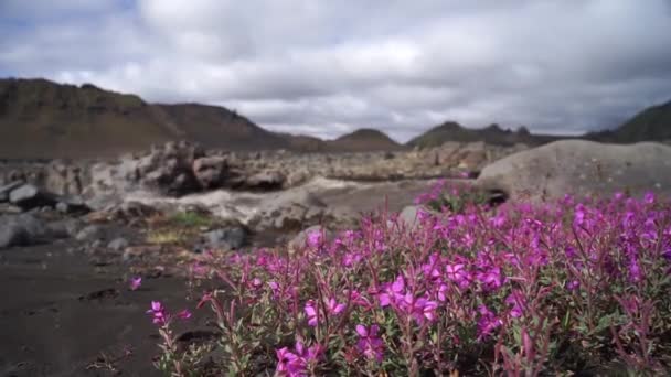 Fiume sporco che va con ampio fiore in primo piano. Sentiero escursionistico di Laugavegur — Video Stock