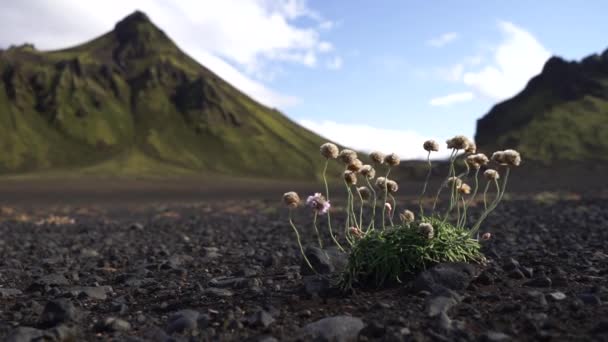 火山和景观与模糊的花的前景。冰岛。南部地区。法亚拉巴克. — 图库视频影像