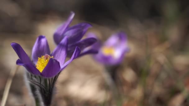 Krokus północny w lesie z zamazanym tłem, Krokus preriowy, dym preriowy lub kwiat paskowy — Wideo stockowe