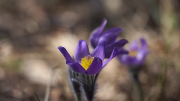 Krokus północny w lesie z zamazanym tłem, Krokus preriowy, dym preriowy lub kwiat paskowy — Wideo stockowe