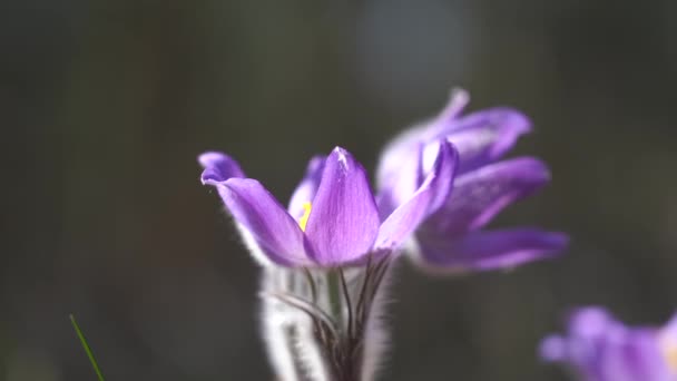 Észak-Crocus az erdőben homályos háttér, Préri Crocus, Préri füst, vagy pasztell virág — Stock videók