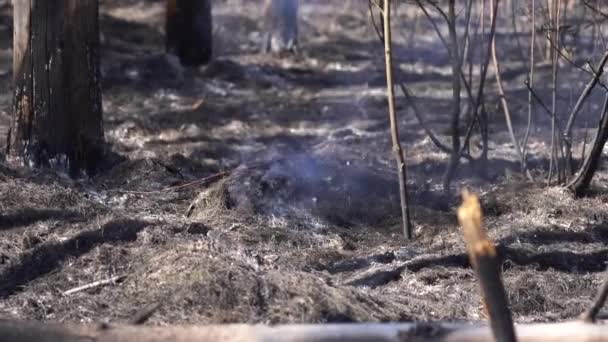 Ogień w lesie, popiół z bliska i spalone drzewo z dymem po pożarze — Wideo stockowe