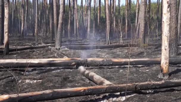 Fogo na floresta, cinza e árvore queimada com fumaça após o fogo — Vídeo de Stock