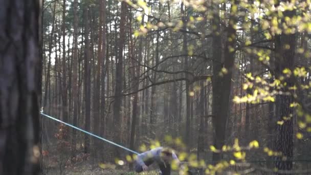 Uomo che salta e fa trucchi su slackline nella foresta al rallentatore — Video Stock